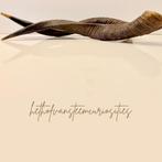 Corne de mouton Jacobs (lot de 2), Antiquités & Art, Enlèvement ou Envoi