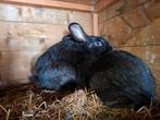 Mooie zwarte konijnen te koop, Dieren en Toebehoren, Konijnen
