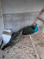 Zwartvleugel pauw haan, Dieren en Toebehoren, Mannelijk, Overige soorten