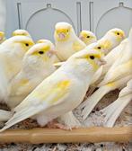 Geel mozaïek kanaries mannen ( TT kwaliteit vogels), Mâle, Canari de couleur