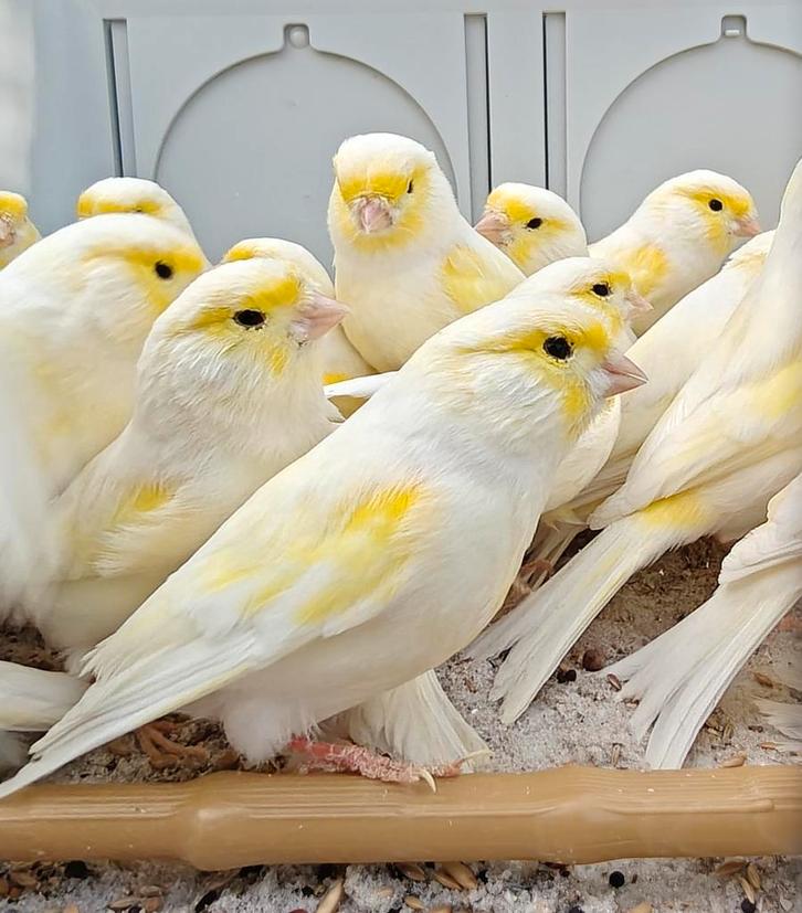 Geel mozaïek kanaries mannen ( TT kwaliteit vogels), Animaux & Accessoires, Oiseaux | Canaris, Canari de couleur, Mâle