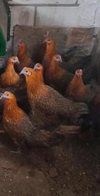Goudbrakel hennen, Dieren en Toebehoren, Pluimvee