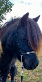 Nmprs merrie, Dieren en Toebehoren, Pony's, Merrie, M, Met stamboom