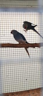 Halsbandparkiet Pop Violet bleekstaart 2024, Dieren en Toebehoren, Vogels | Parkieten en Papegaaien