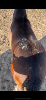 Merrieveulen J-Nius vv x Tangelo vd Zuuthoeve, Dieren en Toebehoren, Paarden, Merrie, Springpaard, Gechipt, Niet van toepassing