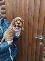 Cavalier King Charles pups, Hépatite contagieuse (maladie de Rubarth), Plusieurs, Belgique, Plusieurs animaux