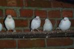 Kanaries, Dieren en Toebehoren, Vogels | Kanaries