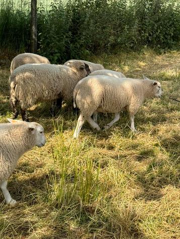 Weide gezocht beschikbaar voor biedingen