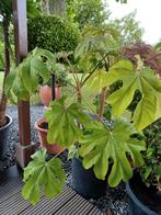 Tetrapanax in pot, Tuin en Terras, Ophalen, In pot