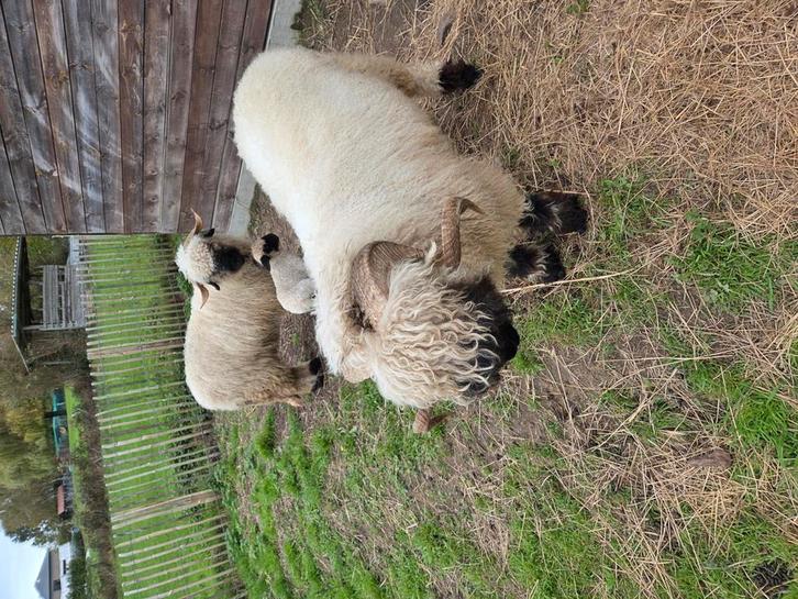 Walliser Schwarnasse schapen zwartneus schaap, Dieren en Toebehoren, Schapen, Geiten en Varkens, Schaap