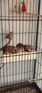 Zébra Mandarin, Animaux & Accessoires