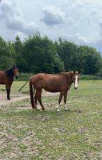 Jong wandelpaard, Dieren en Toebehoren, Paarden, Minder dan 160 cm, Niet van toepassing, 7 tot 10 jaar, Recreatiepaard
