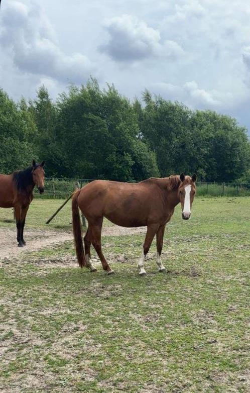 Jong wandelpaard, Dieren en Toebehoren, Paarden, Merrie, Niet van toepassing, Minder dan 160 cm, 7 tot 10 jaar, Recreatiepaard