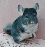 Koppel chinchilla's met stamboom, Dieren en Toebehoren, Knaagdieren, Juni, Chinchilla