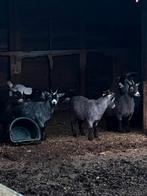 Geiten te koop (2 bokjes, 5 miekes + 2 baby geiten), Dieren en Toebehoren, Schapen, Geiten en Varkens, Meerdere dieren, Geit, 0 tot 2 jaar