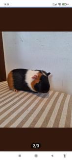 2 cavia’s + alle toebehoren, Dieren en Toebehoren, Oktober, Mannelijk, Cavia