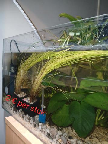 Verschillende aquarium planten te koop beschikbaar voor biedingen