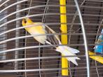 ZEER goed fluitende Kleurkanaries MET of ZONDER KOOI, Dieren en Toebehoren, Vogels | Kanaries, Meerdere dieren, Zangkanarie