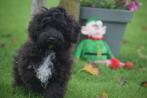 Kruising pups Maltipoo, Cavapoo verschillende kleuren, Dieren en Toebehoren, België, 8 tot 15 weken, Meerdere, Meerdere dieren