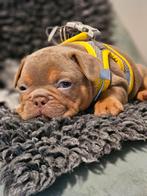 Franse bulldog pups (TOPDNA), Dieren en Toebehoren, België, Fokker | Hobbymatig, 8 tot 15 weken, CDV (hondenziekte)