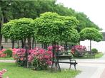 Boulaire CATALPA (Catalpa Bign. 'NANA'), Haute tige = 40€/pc, Jardin & Terrasse, Plantes | Arbres, Enlèvement, Été, Arbre à bulbes