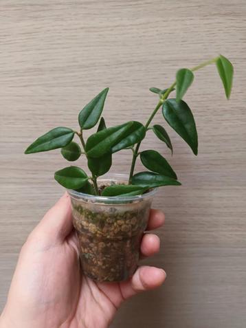 Hoya bella beschikbaar voor biedingen