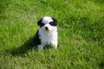 Border/Aussie pups geboren op boerderij, Dieren en Toebehoren, België, Particulier, CDV (hondenziekte), 8 tot 15 weken