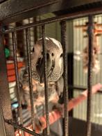 Grijze roodstaart aangeboden, Dieren en Toebehoren