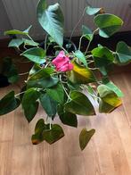 Flamingoplant (Lakanthurium) kamerplant, Ophalen of Verzenden