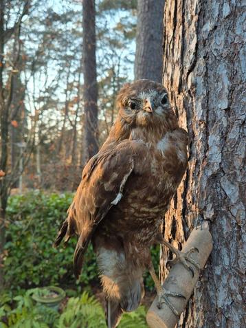 opgezette buizerd, Enlèvement