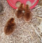 kuikens traditionele leghennen 10 rassen uitkomst 24 juni, Dieren en Toebehoren, Pluimvee, Vrouwelijk, Kip