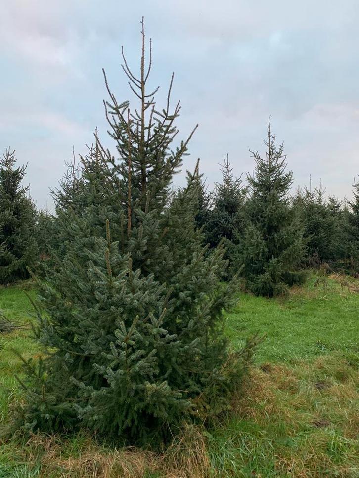 Wie wil een mooie kerstboom zaterdag 22nov slechts 29€, Tuin en Terras, Planten | Bomen, Ophalen of Verzenden