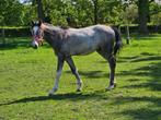 Knappe jaarling hengst, Dieren en Toebehoren, Paarden, Hengst, Springpaard, Gechipt, 0 tot 2 jaar