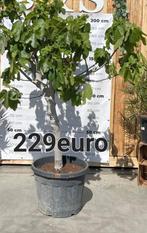 Vijgenbomen !, Tuin en Terras, Planten | Bomen, Ophalen of Verzenden