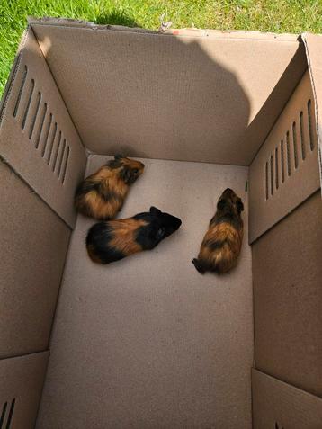 Cavia's, Cavia