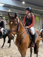 Springpaard, Dieren en Toebehoren, Paarden, Ruin, Z, Springpaard