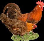 Goudbrakel jonge volwassen haan