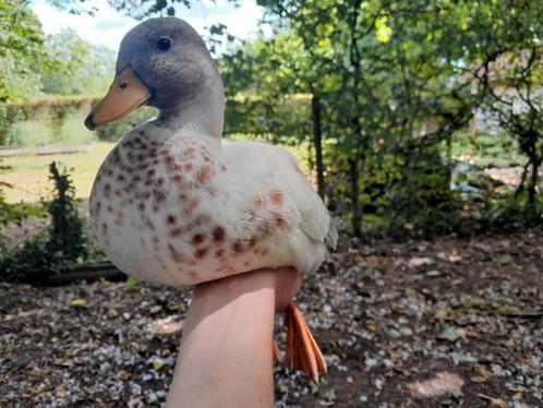 koppel Hollandse kwakers, Dieren en Toebehoren, Pluimvee, Eend, Meerdere dieren