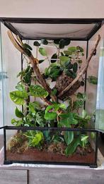 Terrarium GECKO A CRÊTE   lire description, Animaux & Accessoires, Enlèvement, Neuf