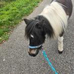 Amerikaans miniatuurpaardje merrie, Dieren en Toebehoren, Merrie, Ontwormd