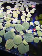 Drijfplant aquarium te koop, Dieren en Toebehoren, Ophalen