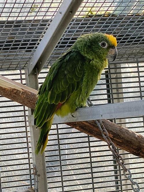 Geelvoorhoofdamazone 2024, Dieren en Toebehoren, Vogels | Parkieten en Papegaaien, Papegaai, Geslacht onbekend, Geringd