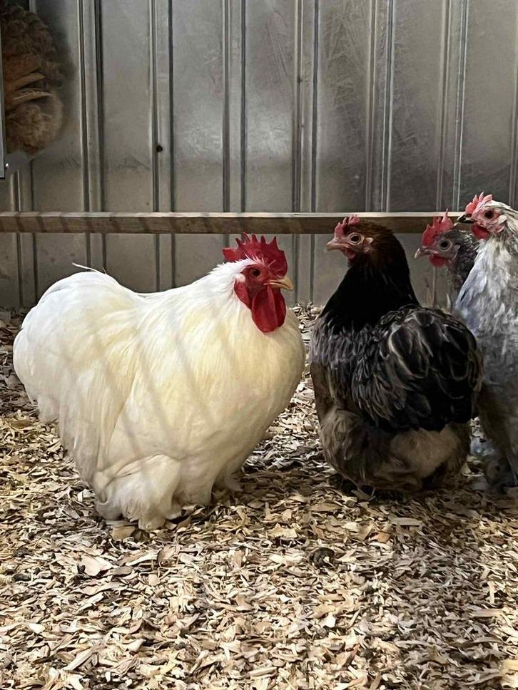 Broedeieren cochin, Dieren en Toebehoren, Pluimvee, Kip, Geslacht onbekend