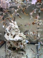 guppy guppies, Dieren en Toebehoren, Vissen | Aquariumvissen, Vis, Zoetwatervis, Schoolvis
