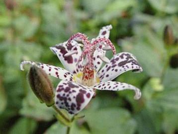 Tricyrtis formosana, nu in bloei !! beschikbaar voor biedingen