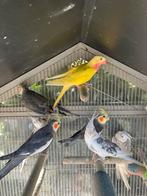 KWEEKRIJPE VALKPARKIETEN-KAKARIKI-REGENBOGEN-CATHARINA-, Dieren en Toebehoren, Vogels | Parkieten en Papegaaien, Meerdere dieren