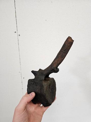 Edmontosaurus wervel 1:1 schaal beschikbaar voor biedingen