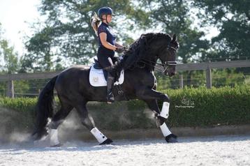 Ervaren stalmedewerker / ruiter zoekt werk – omgeving Mol beschikbaar voor biedingen