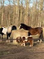Privéstalling met weidegang regio Kermt, Dieren en Toebehoren