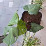 Plant te koop, Ophalen